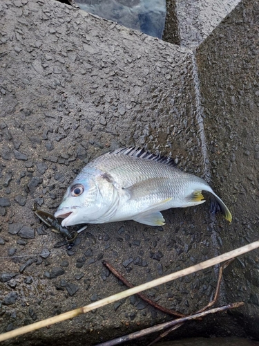 キビレの釣果