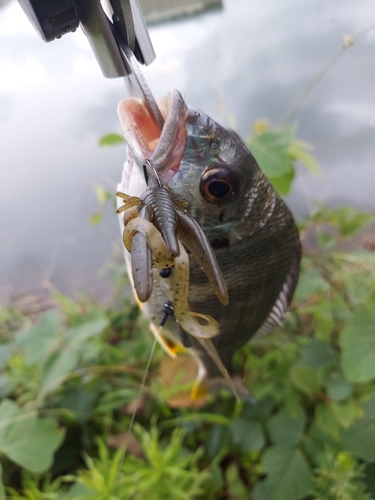 キビレの釣果