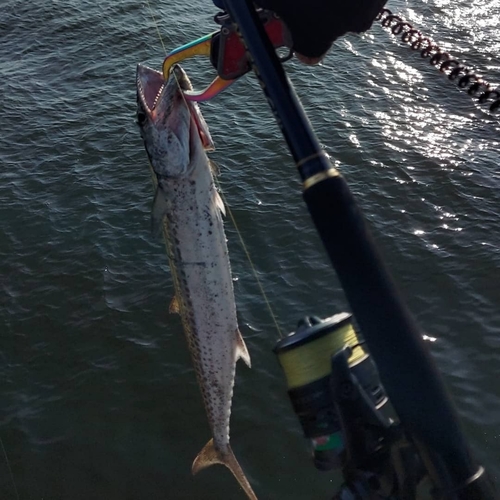 サゴシの釣果