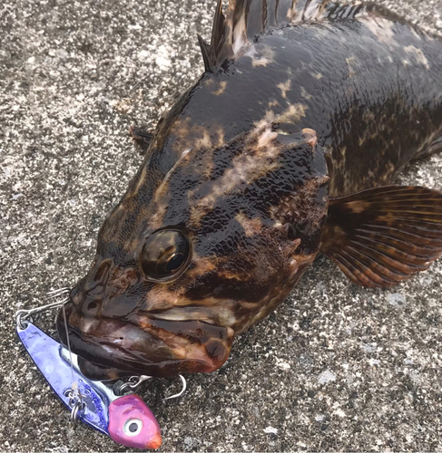 タケノコメバルの釣果