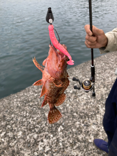 カサゴの釣果