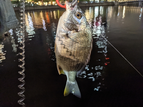 キビレの釣果