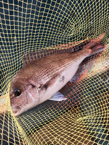 タイの釣果