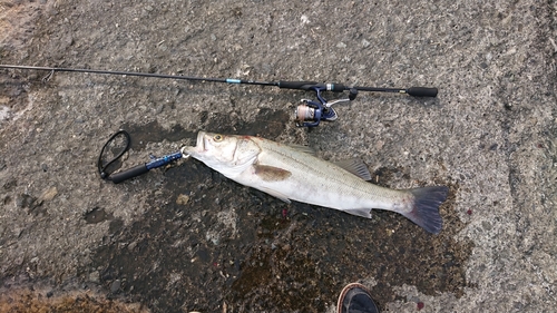 ヒラスズキの釣果