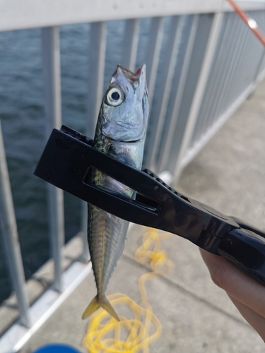 サバの釣果