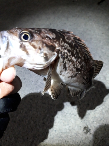 ソイの釣果