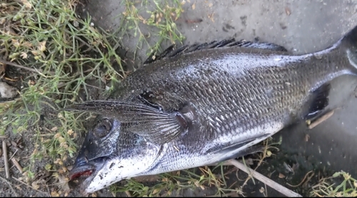 チヌの釣果