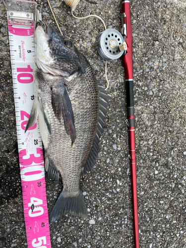 クロダイの釣果