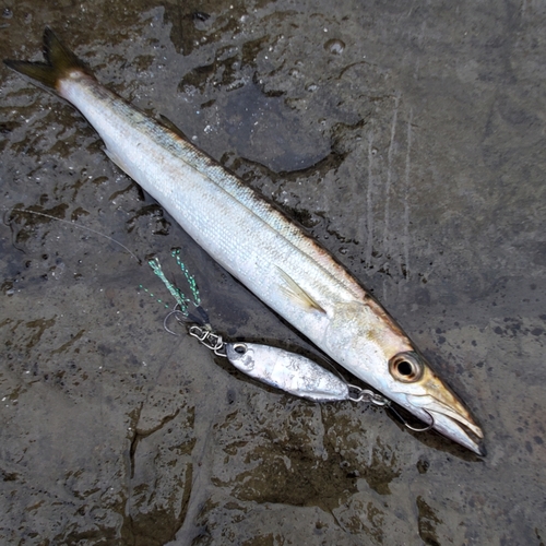 カマスの釣果