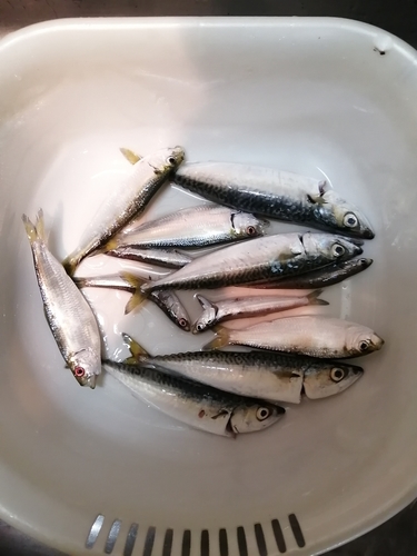 サバの釣果