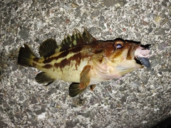 シマソイの釣果