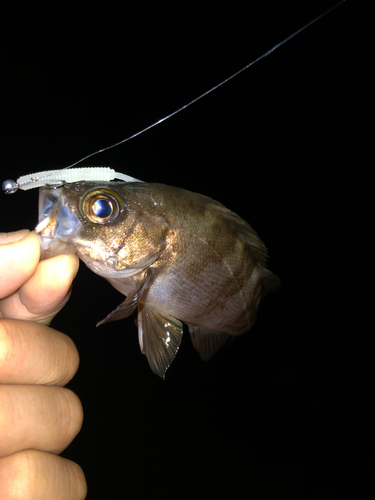 シロメバルの釣果