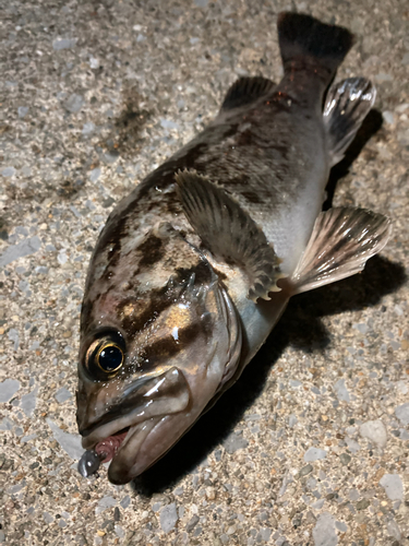 クロソイの釣果