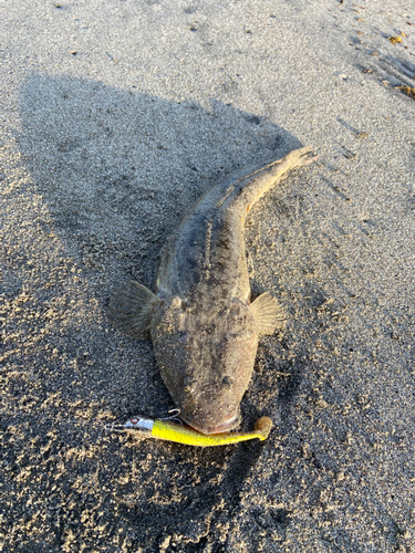 マゴチの釣果