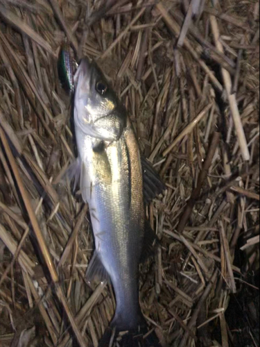 セイゴ（マルスズキ）の釣果