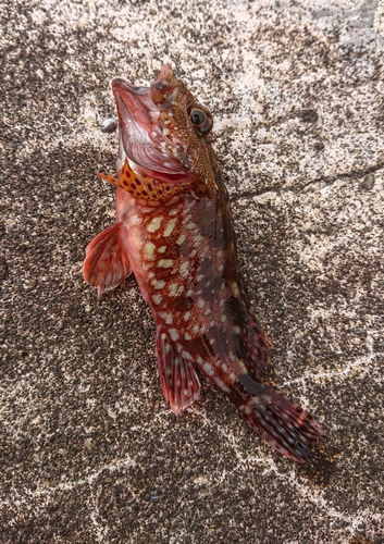 カサゴの釣果