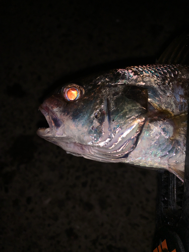 イシモチの釣果