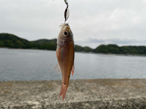 アカメバルの釣果