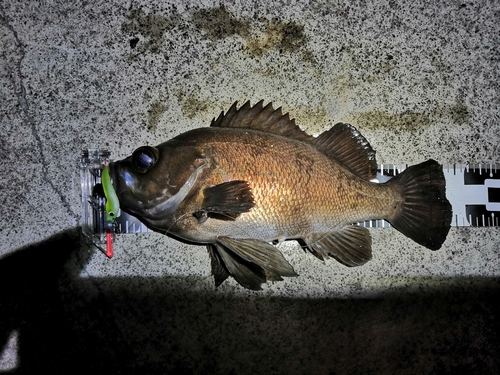 メバルの釣果