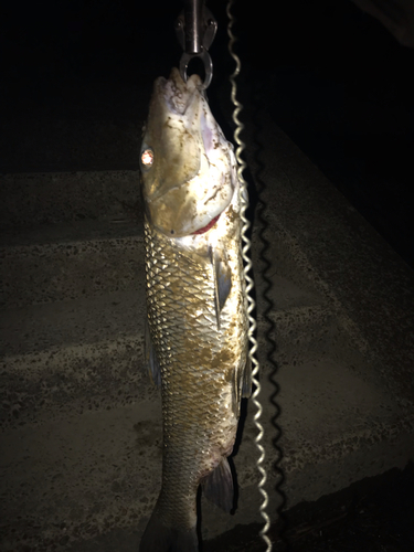 ニゴイの釣果