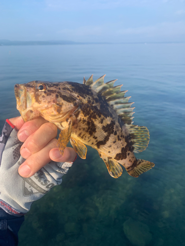 タケノコメバルの釣果