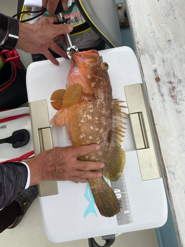 アコウの釣果