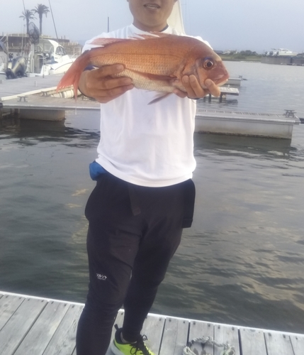 マダイの釣果