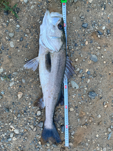 スズキの釣果