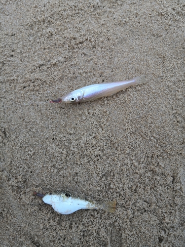 キスの釣果