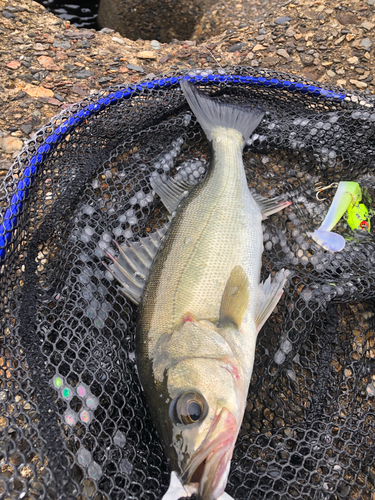 セイゴ（マルスズキ）の釣果