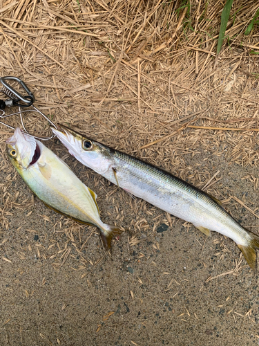 カマスの釣果