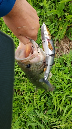 ブラックバスの釣果