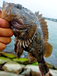釣果
