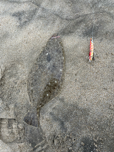 ソゲの釣果