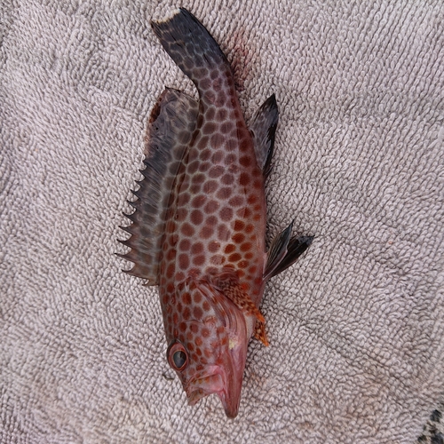 オオモンハタの釣果