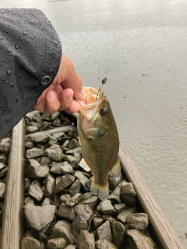 ラージマウスバスの釣果