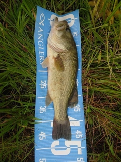 ラージマウスバスの釣果