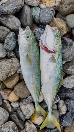 ワカナゴの釣果