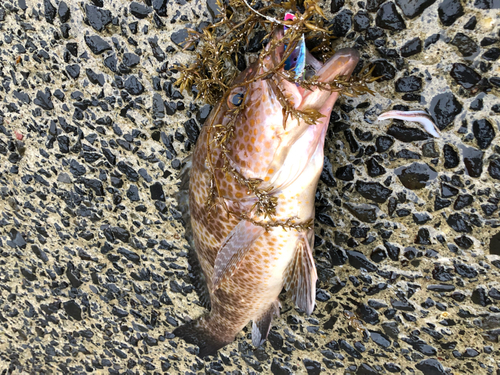 オオモンハタの釣果