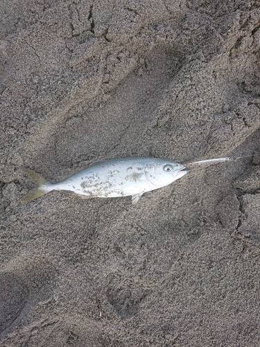 ワカシの釣果