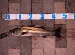 シーバスの釣果