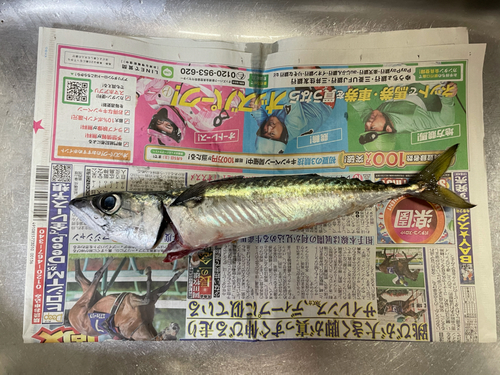 サバの釣果