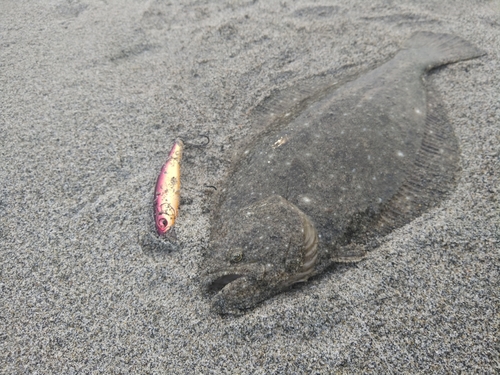 ソゲの釣果