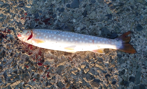 アメマスの釣果