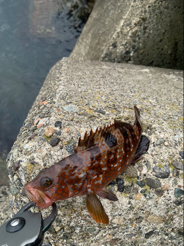 キジハタの釣果