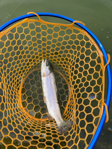 レインボートラウトの釣果