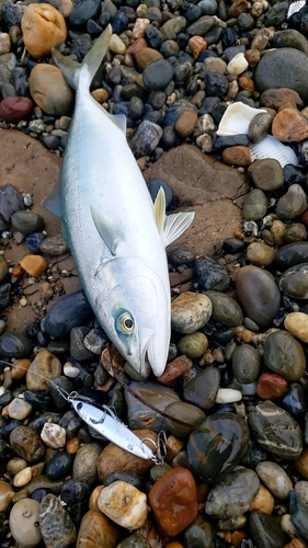 ワカシの釣果