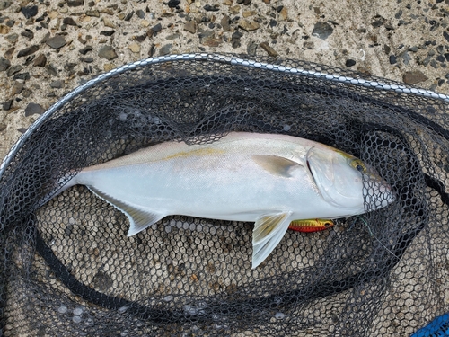 ネリゴの釣果