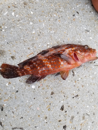 アコウの釣果