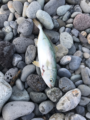 ワカシの釣果